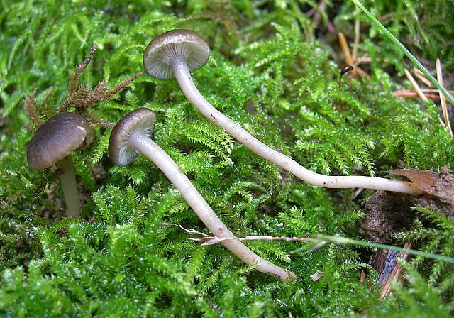 Camarophyllopsis atrovelutina  (Romagn.)  Argaud